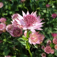Astrantia 'Roma'